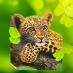 the leopard android application logo